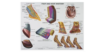 Poster: Foot Hoof Anatomy